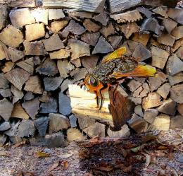 Wood-stack worker